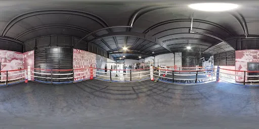 Baby Bull Boxing